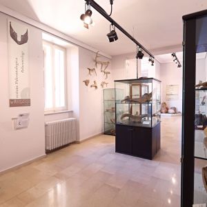 Museo - Sezione paleontologica.jpg